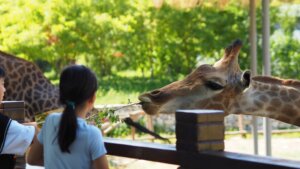 Free Day at Zoo