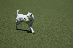 Indoor dog park business plan las vegas