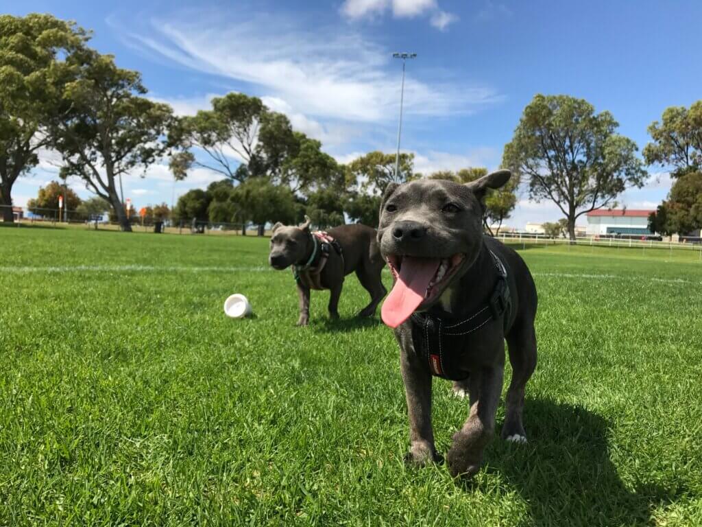 business plan for opening a indoor dog park