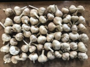 garlic farming business plan