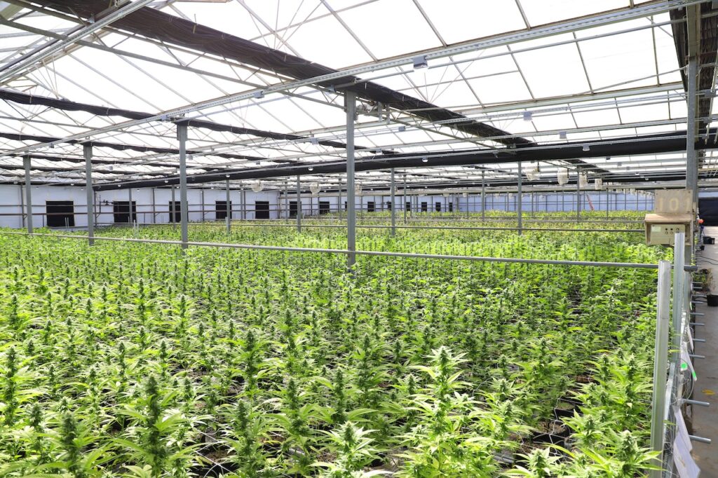 cannabis-cultivation-business