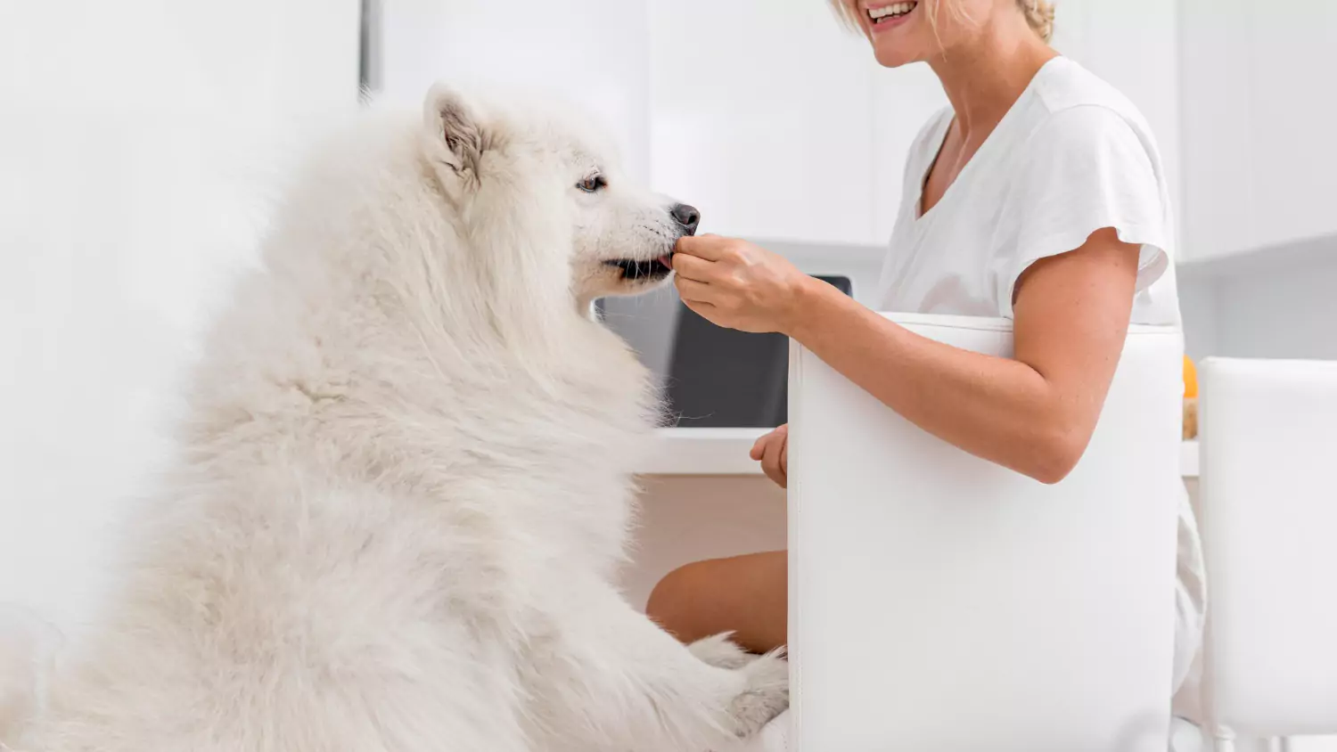 steps to write a dog grooming business plan