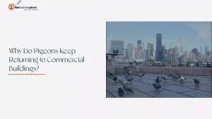 Why Do Pigeons Keep Returning to Commercial Buildings?